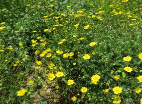 Mochna alpská - Potentilla crantzii