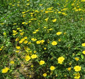 Mochna alpská - Potentilla crantzii