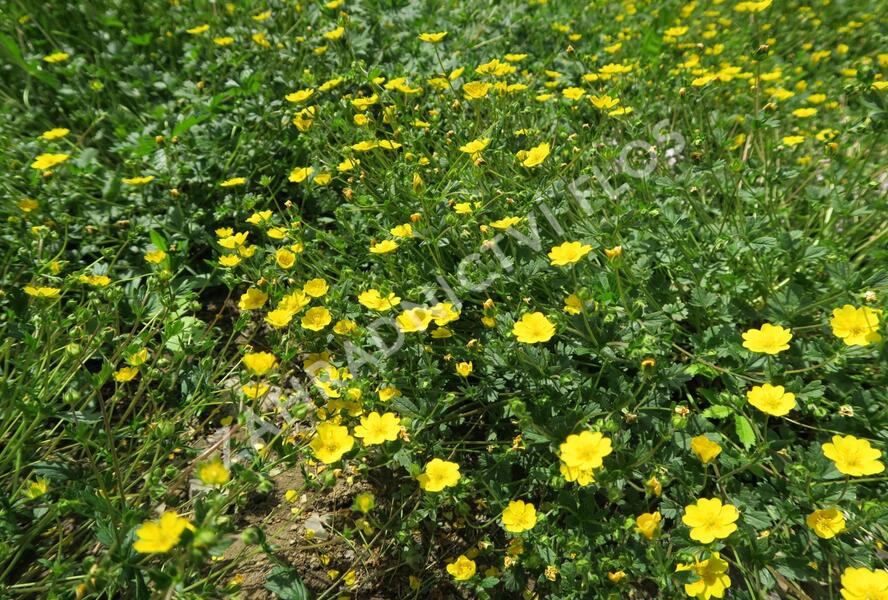 Mochna alpská - Potentilla crantzii