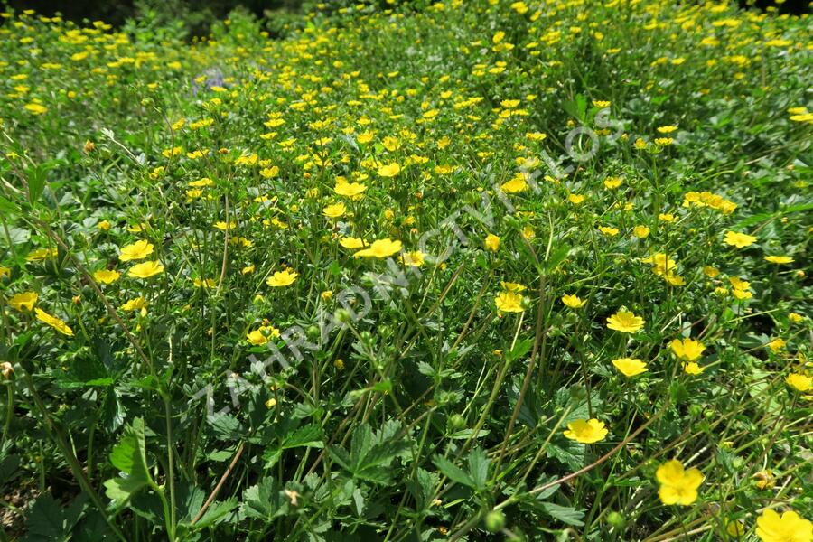 Mochna alpská - Potentilla crantzii