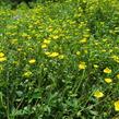 Mochna alpská - Potentilla crantzii