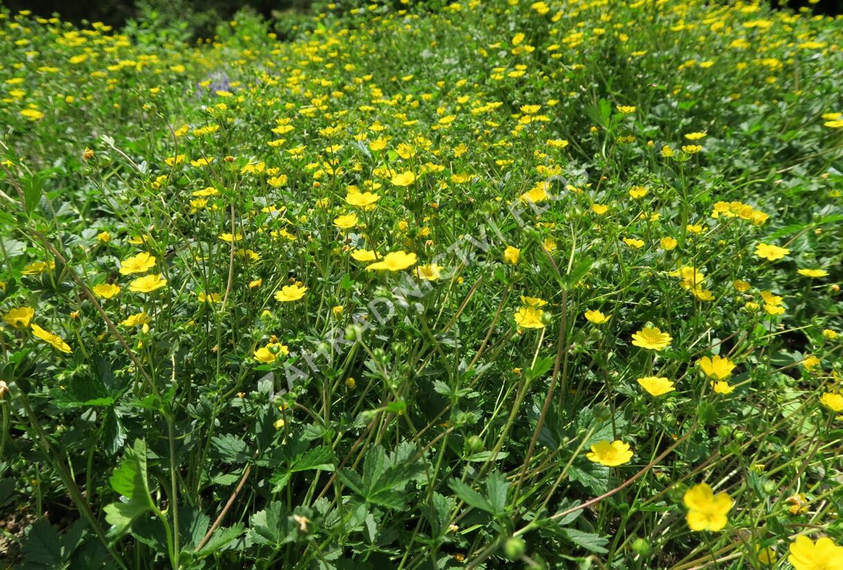 Mochna alpská - Potentilla crantzii