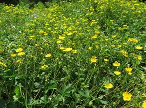 Mochna alpská - Potentilla crantzii