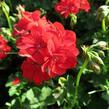 Muškát, pelargonie převislá plnokvětá 'Temprano Maxime' - Pelargonium peltatum 'Temprano Maxime'