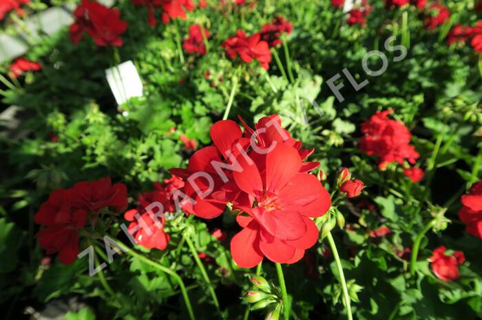 Muškát, pelargonie převislá plnokvětá 'Temprano Maxime' - Pelargonium peltatum 'Temprano Maxime'