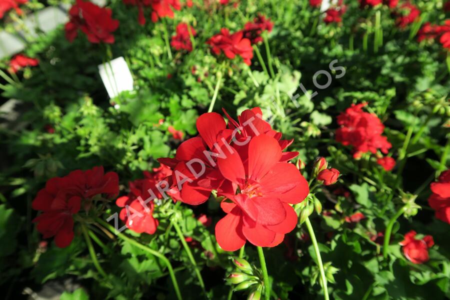 Muškát, pelargonie převislá plnokvětá 'Temprano Maxime' - Pelargonium peltatum 'Temprano Maxime'