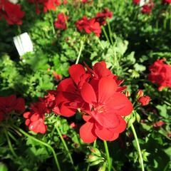 Muškát, pelargonie převislá plnokvětá 'Temprano Maxime' - Pelargonium peltatum 'Temprano Maxime'