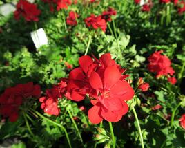 Muškát, pelargonie převislá plnokvětá 'Temprano Maxime'