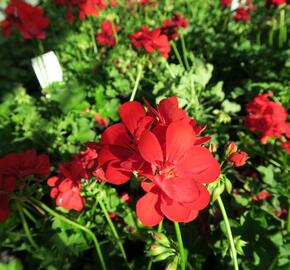 Muškát, pelargonie převislá plnokvětá 'Temprano Maxime' - Pelargonium peltatum 'Temprano Maxime'