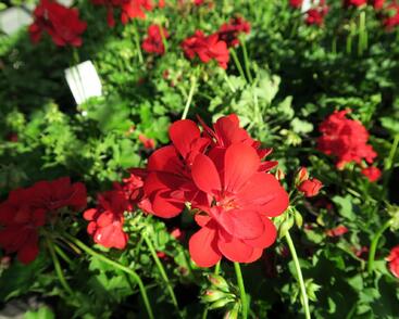 Muškát, pelargonie převislá plnokvětá 'Temprano Maxime'