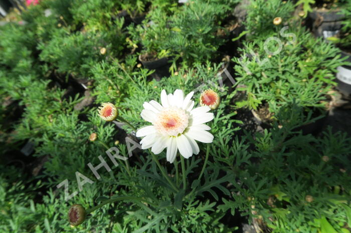 Kopretina pařížská 'Aramis Semi Double Chocolate' - Argyranthemum frutescens 'Aramis Semi Double Chocolate'