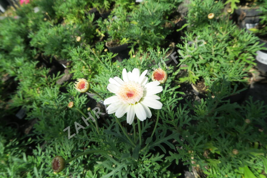 Kopretina pařížská 'Aramis Semi Double Chocolate' - Argyranthemum frutescens 'Aramis Semi Double Chocolate'