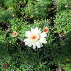 Kopretina pařížská 'Aramis Semi Double Chocolate' - Argyranthemum frutescens 'Aramis Semi Double Chocolate'
