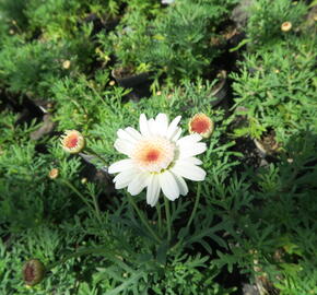 Kopretina pařížská 'Aramis Semi Double Chocolate' - Argyranthemum frutescens 'Aramis Semi Double Chocolate'