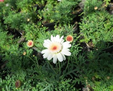 Kopretina pařížská 'Aramis Semi Double Chocolate'