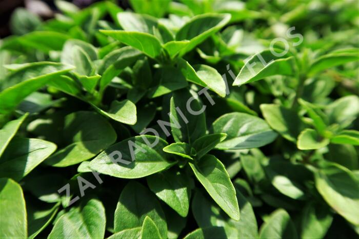 Bazalka pravá drobnolistá 'Compacta' - Ocimum basilicum 'Compacta'