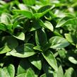 Bazalka pravá drobnolistá 'Compacta' - Ocimum basilicum 'Compacta'