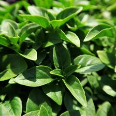 Bazalka pravá drobnolistá 'Compacta' - Ocimum basilicum 'Compacta'