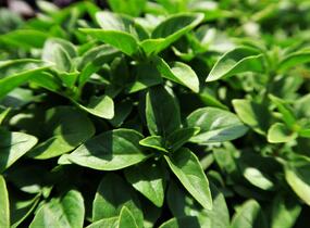 Bazalka pravá drobnolistá 'Compacta' - Ocimum basilicum 'Compacta'