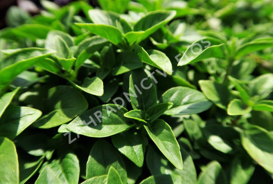 Bazalka pravá drobnolistá 'Compacta' - Ocimum basilicum 'Compacta'