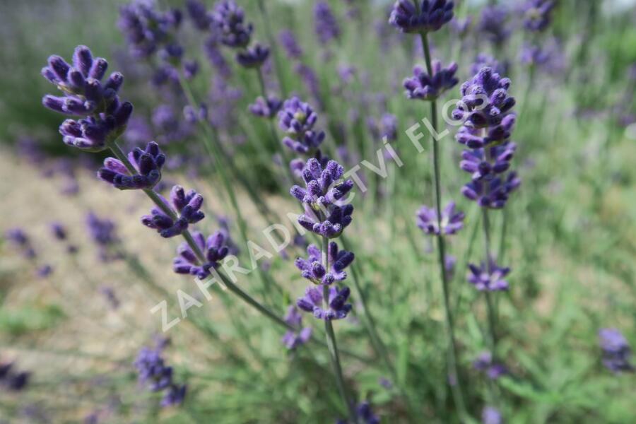 Levandule úzkolistá 'Blue Scent Early' - Lavandula angustifolia 'Blue Scent Early'