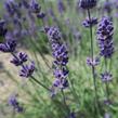 Levandule úzkolistá 'Blue Scent Early' - Lavandula angustifolia 'Blue Scent Early'