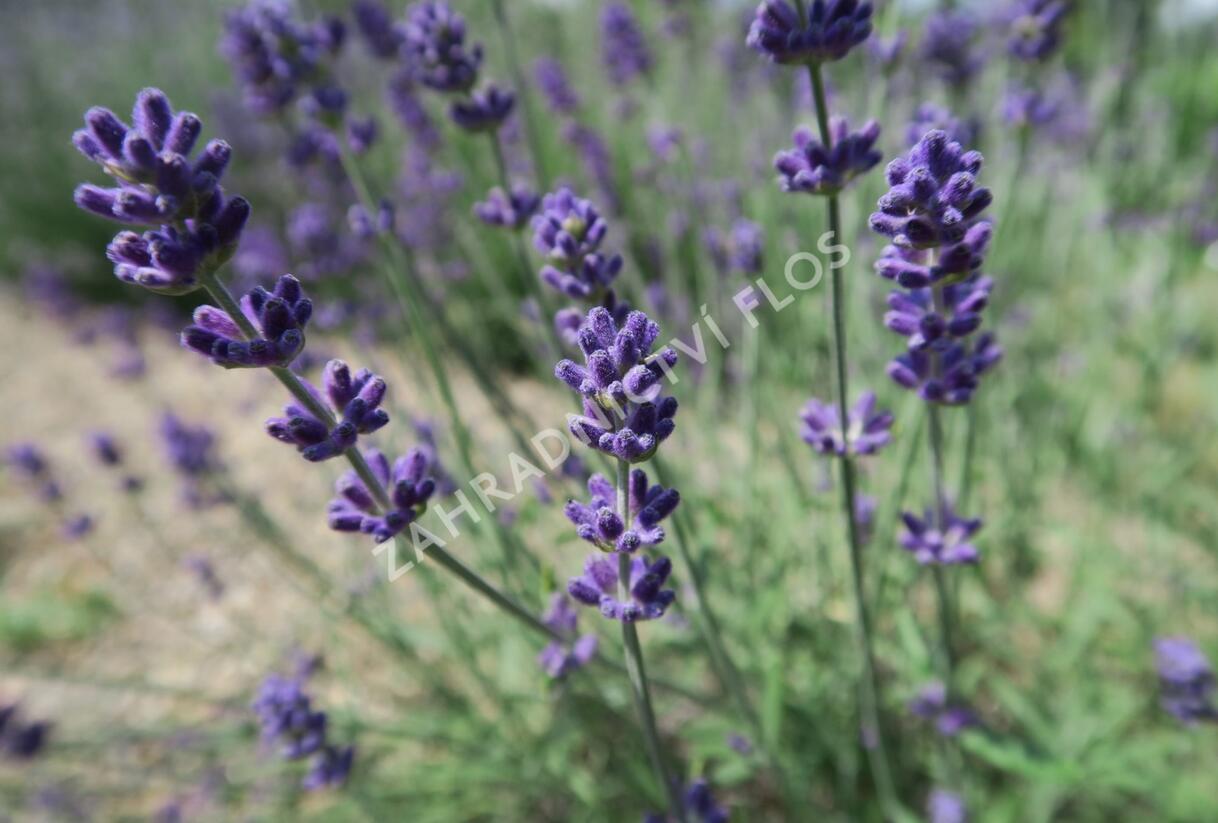 Levandule úzkolistá 'Blue Scent Early' - Lavandula angustifolia 'Blue Scent Early'