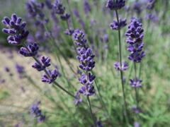 Levandule úzkolistá 'Blue Scent Early' - Lavandula angustifolia 'Blue Scent Early'