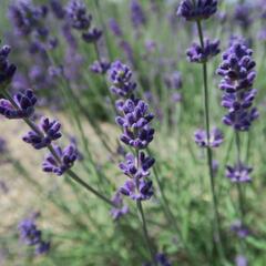 Levandule úzkolistá 'Blue Scent Early' - Lavandula angustifolia 'Blue Scent Early'