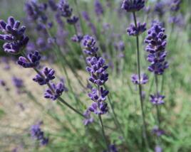 Levandule úzkolistá 'Blue Scent Early'
