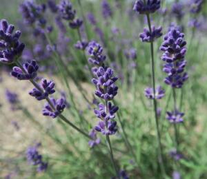 Levandule úzkolistá 'Blue Scent Early' - Lavandula angustifolia 'Blue Scent Early'
