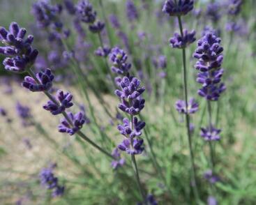 Levandule úzkolistá 'Blue Scent Early'