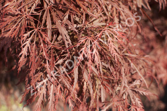 Javor dlanitolistý 'Dissectum Garnet' - Acer palmatum 'Dissectum Garnet'