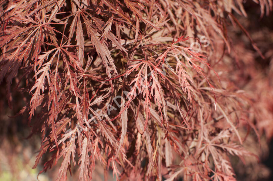 Javor dlanitolistý 'Dissectum Garnet' - Acer palmatum 'Dissectum Garnet'