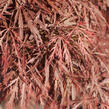 Javor dlanitolistý 'Dissectum Garnet' - Acer palmatum 'Dissectum Garnet'
