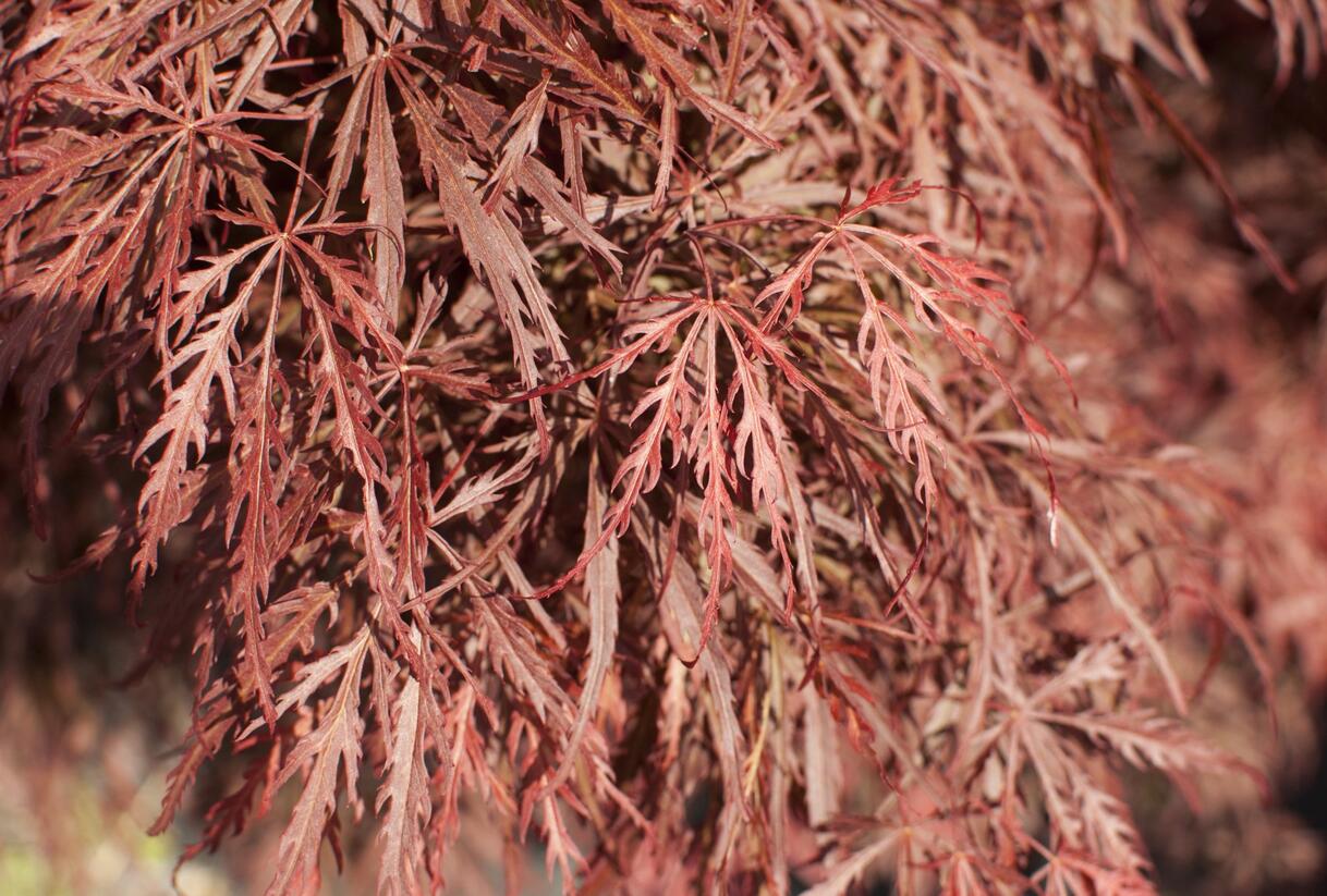 Javor dlanitolistý 'Dissectum Garnet' - Acer palmatum 'Dissectum Garnet'