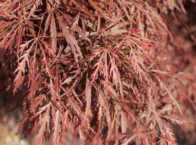 Javor dlanitolistý 'Dissectum Garnet' - Acer palmatum 'Dissectum Garnet'