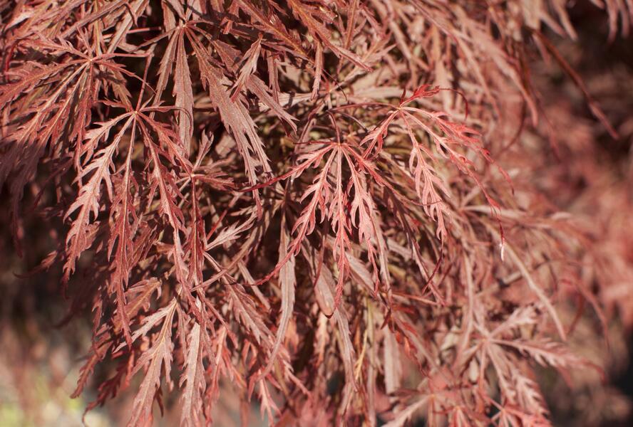 Javor dlanitolistý 'Dissectum Garnet' - Acer palmatum 'Dissectum Garnet'