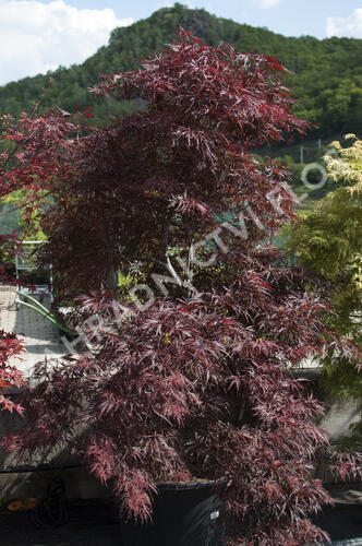 Javor dlanitolistý 'Inaba Shidare' - Acer palmatum 'Inaba Shidare'
