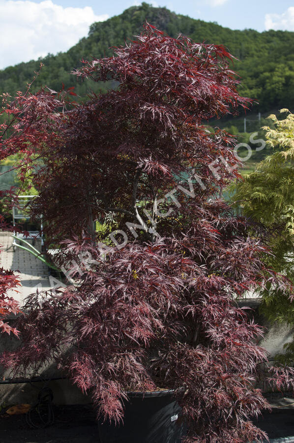 Javor dlanitolistý 'Inaba Shidare' - Acer palmatum 'Inaba Shidare'