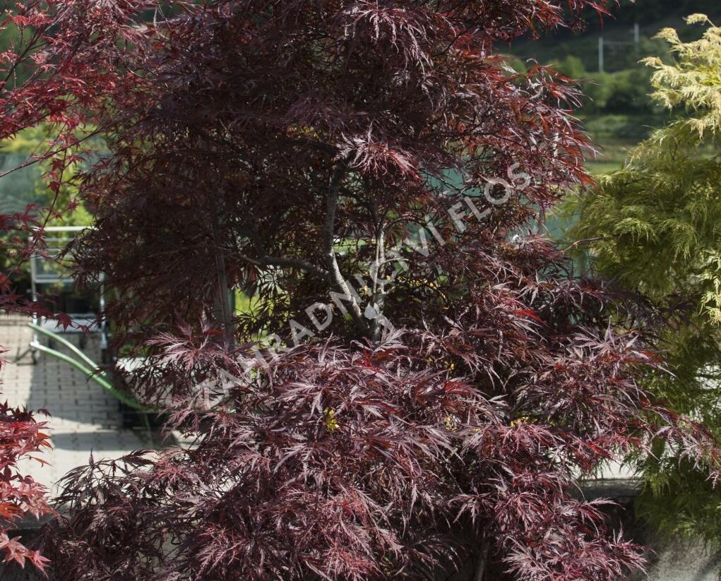Javor dlanitolistý 'Inaba Shidare' - Acer palmatum 'Inaba Shidare'