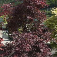 Javor dlanitolistý 'Inaba Shidare' - Acer palmatum 'Inaba Shidare'