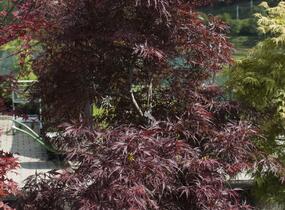 Javor dlanitolistý 'Inaba Shidare' - Acer palmatum 'Inaba Shidare'