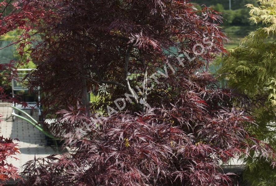 Javor dlanitolistý 'Inaba Shidare' - Acer palmatum 'Inaba Shidare'