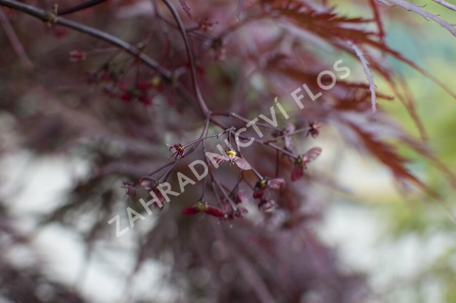 Javor dlanitolistý 'Inaba Shidare' - Acer palmatum 'Inaba Shidare'