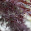 Javor dlanitolistý 'Inaba Shidare' - Acer palmatum 'Inaba Shidare'