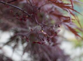 Javor dlanitolistý 'Inaba Shidare' - Acer palmatum 'Inaba Shidare'