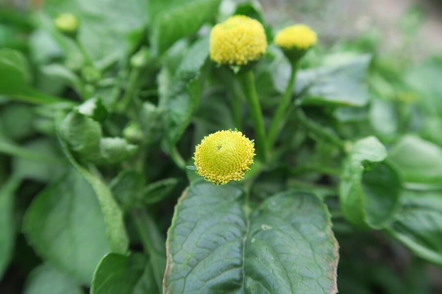 Plamatka zelná - Acmella oleracea