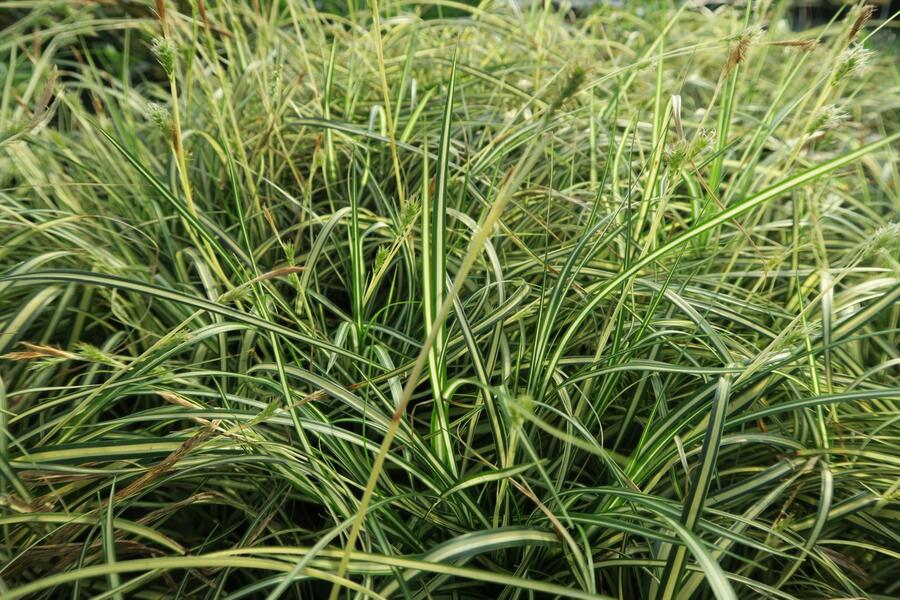 Ostřice ošimenská 'Ice Cream' - Carex oshimensis 'Ice Cream'