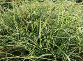 Ostřice ošimenská 'Ice Cream' - Carex oshimensis 'Ice Cream'